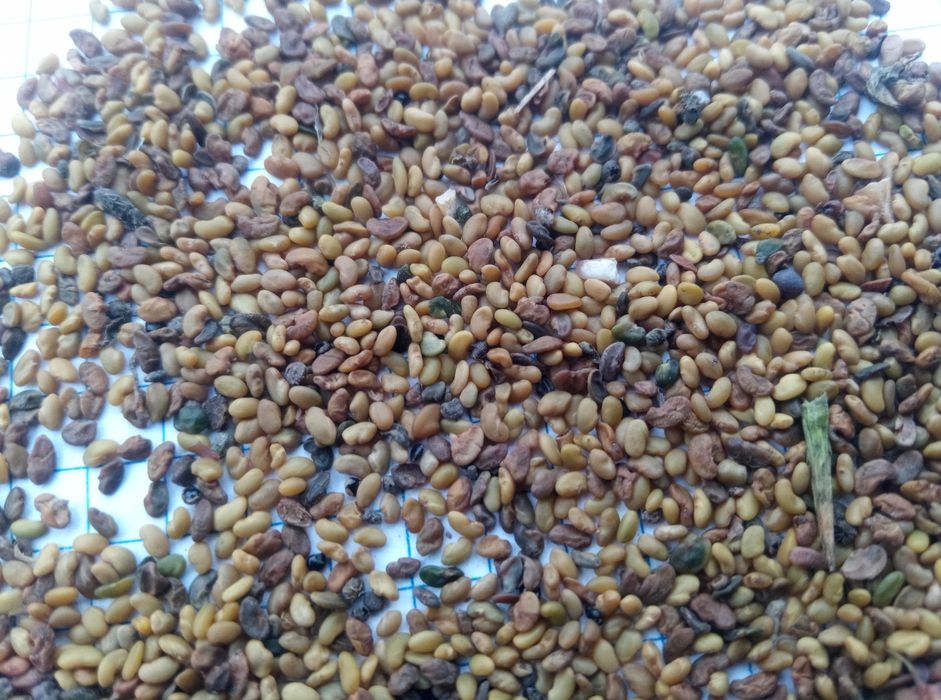 Насіння люцерни.