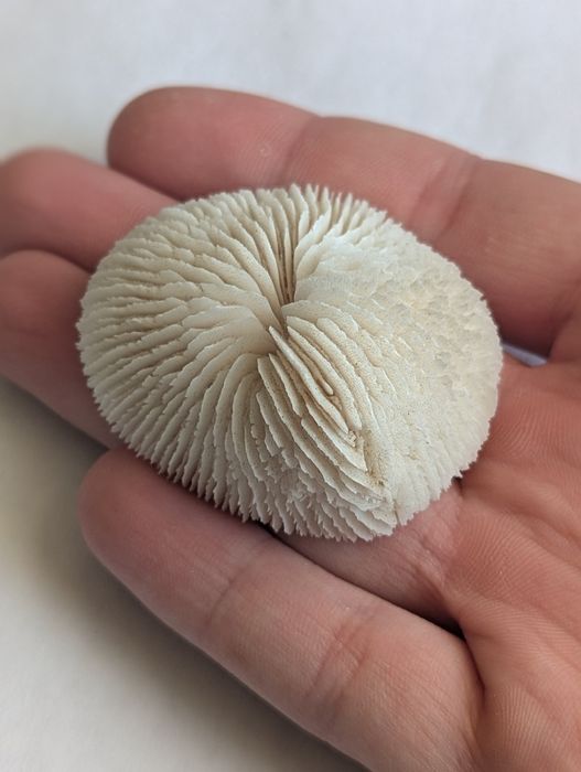 Закамянілий корал