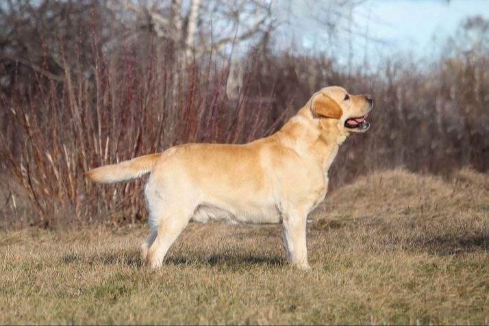 Лабрадор для в'язки