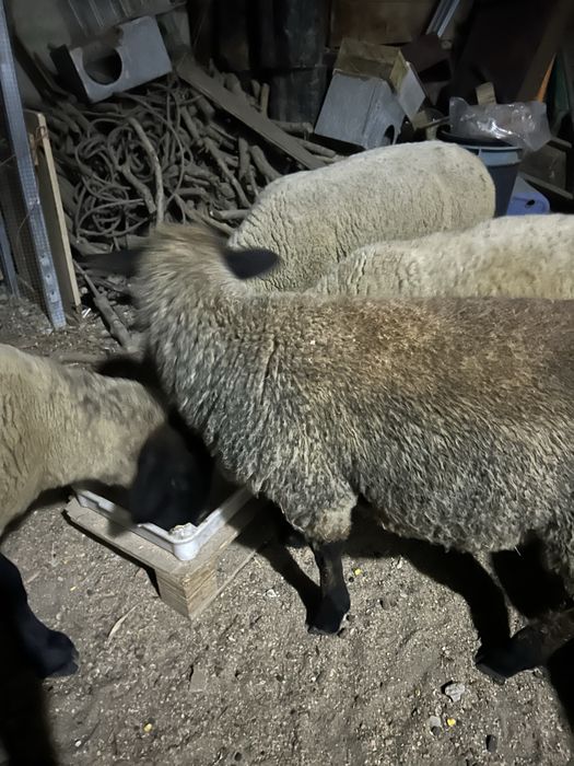 Animais de quinta ouvelhas