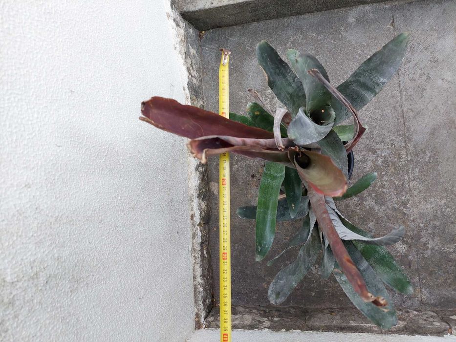 Bromélia - Billbergia vittata