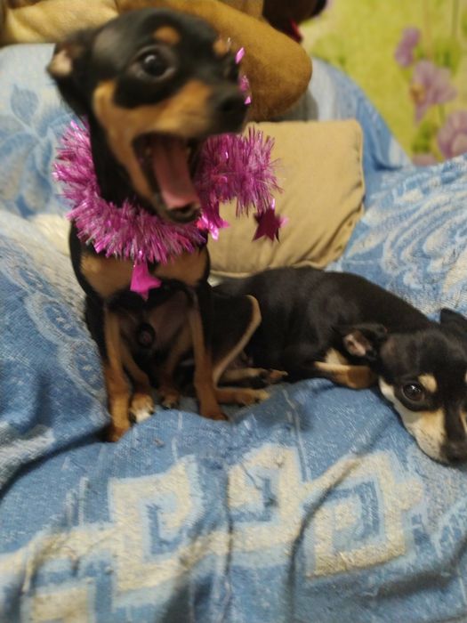 ВЯЗКА тойтерьер мальчик