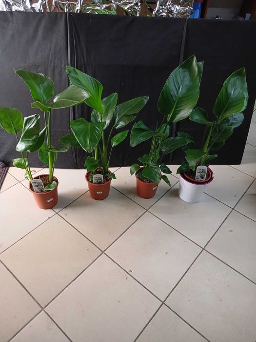 Квіти для інтерєру. Стреліція Миколая.