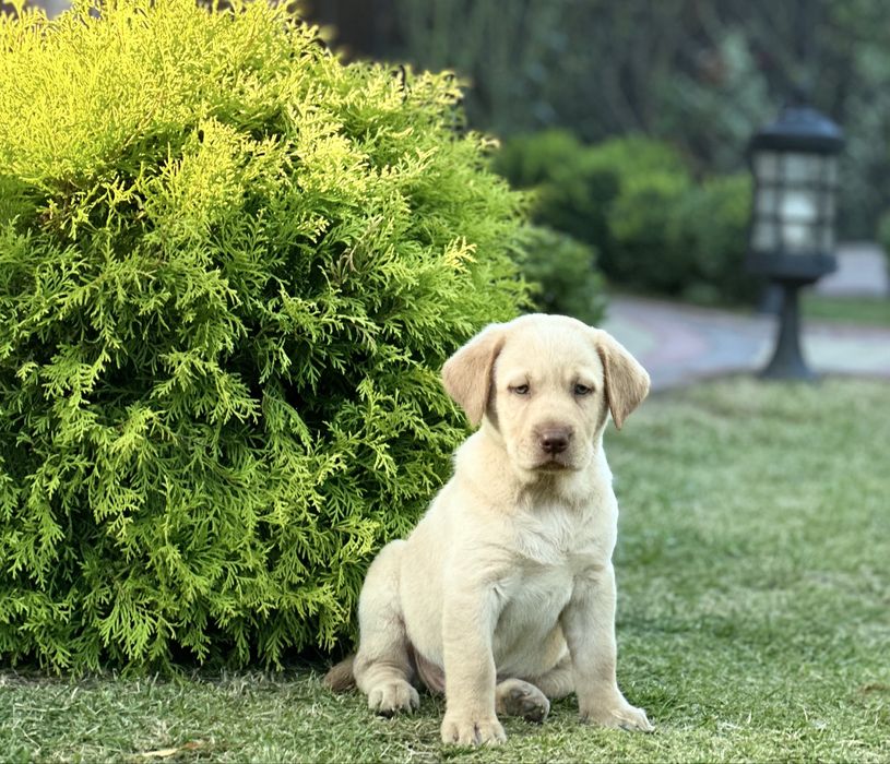 Придбайте грайливих лабрадорчиків