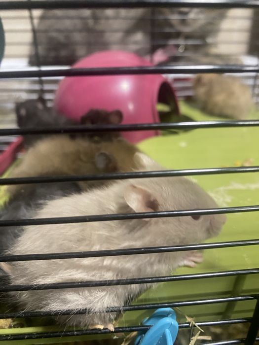 Vendo gaiola com 14 hamsters