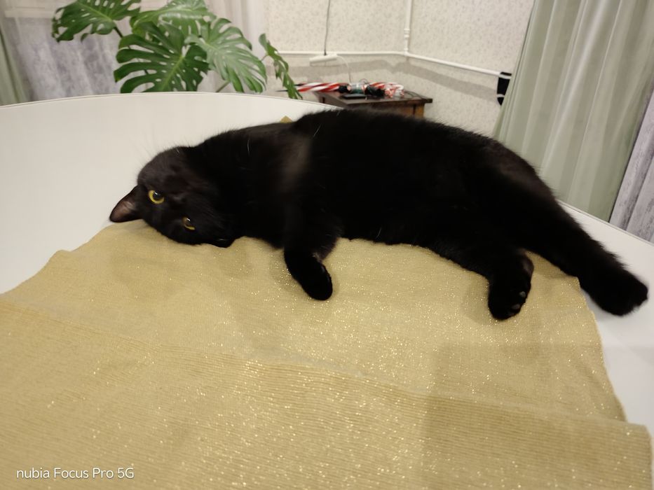 Кішка  котик кіт віддам лише відповідальним людям