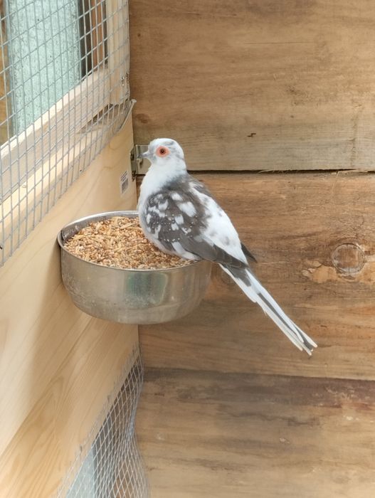 Gołąbki diamentowe szeki