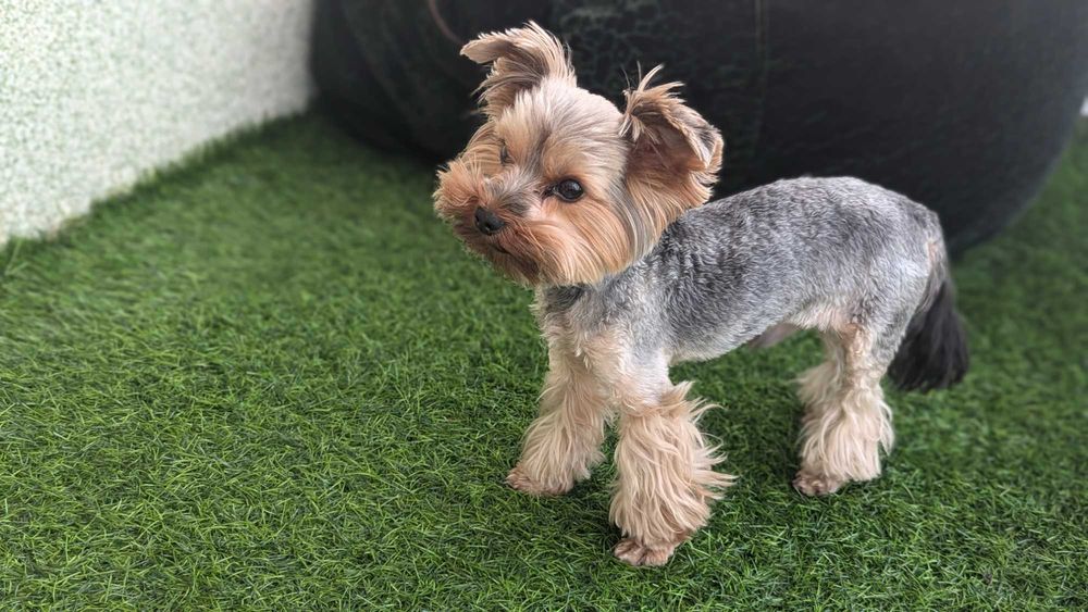 Йоркширский Тер'єр В'язка