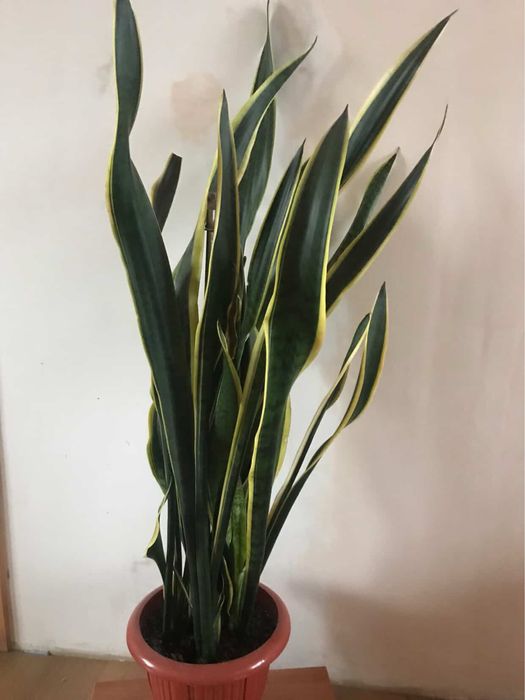 Квіти кімнатні  у горшику