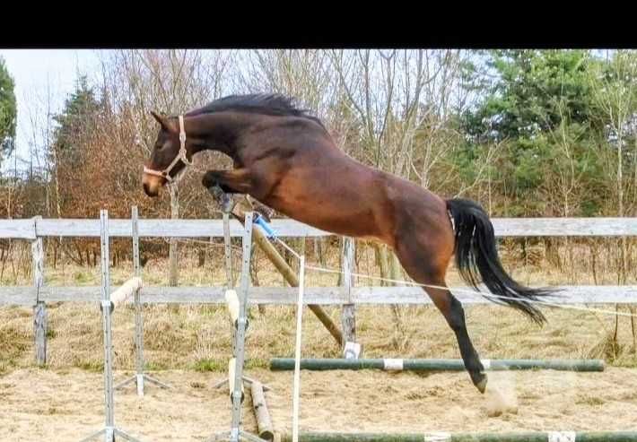 Klacz do sportu wkkw