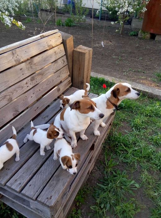Вязка. Кобель. Джек Рассел Терьер, (Jack-Russell Terrier), Одесса