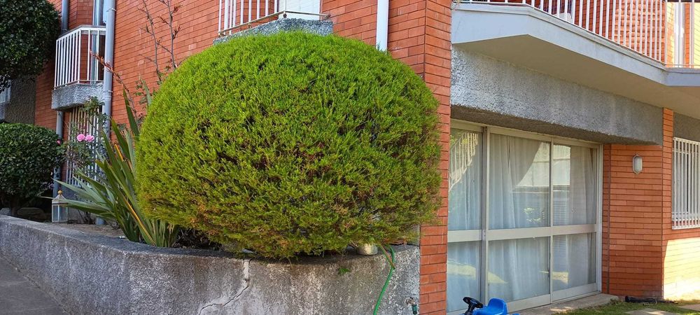Jardineiro Em Porto/Gaia - Manutenção, Limpeza e Montagem de Jardins