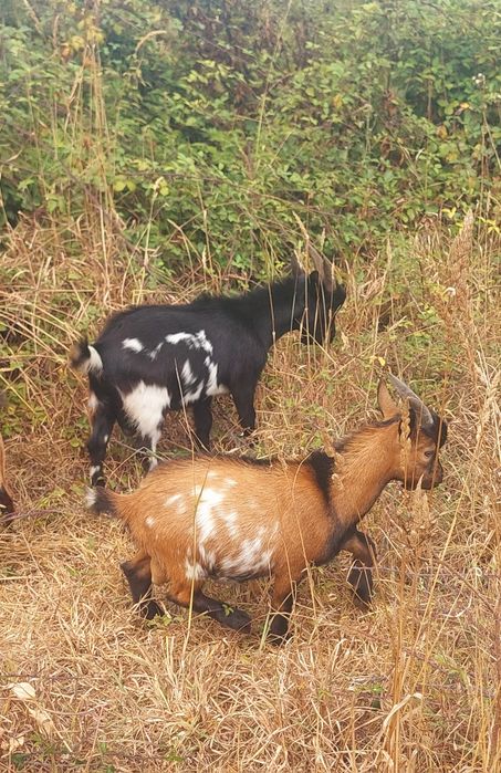 Cabras Anãs (machos)