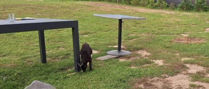 Kozioł koza miniaturka