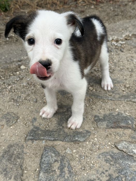 Border Collie fêmea