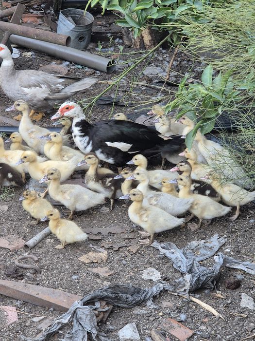 Patos mudos pequenos