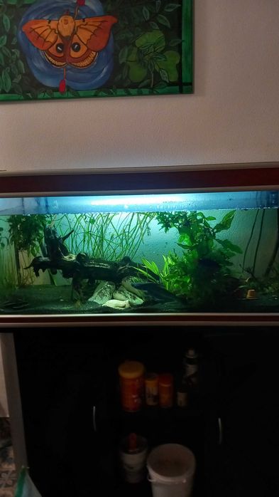 Aquario 200l com peixes plantas e tronco, a funcionar