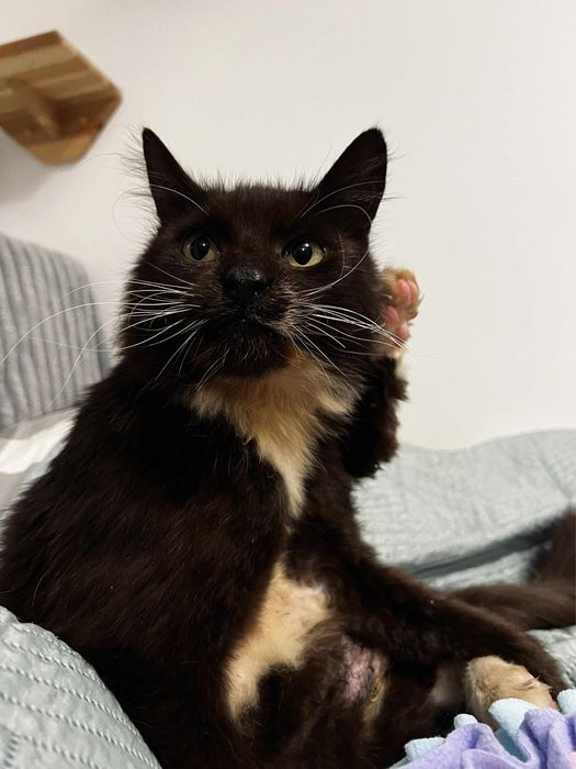 Pokotaj Majeranka - wspanialy i kochany kot do adopcji