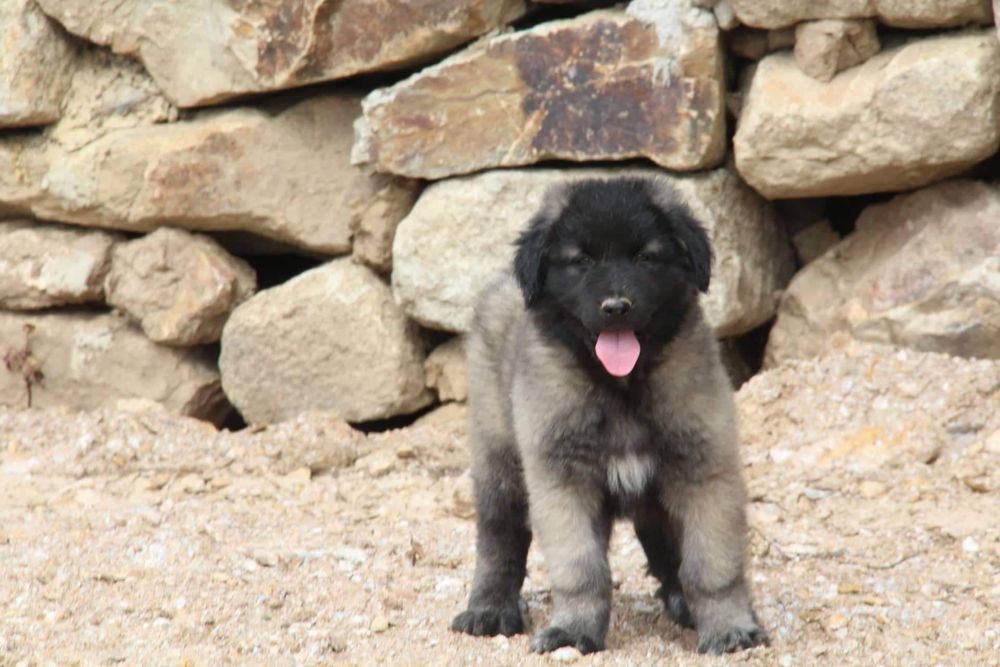 Cachorro Serra da Estrela