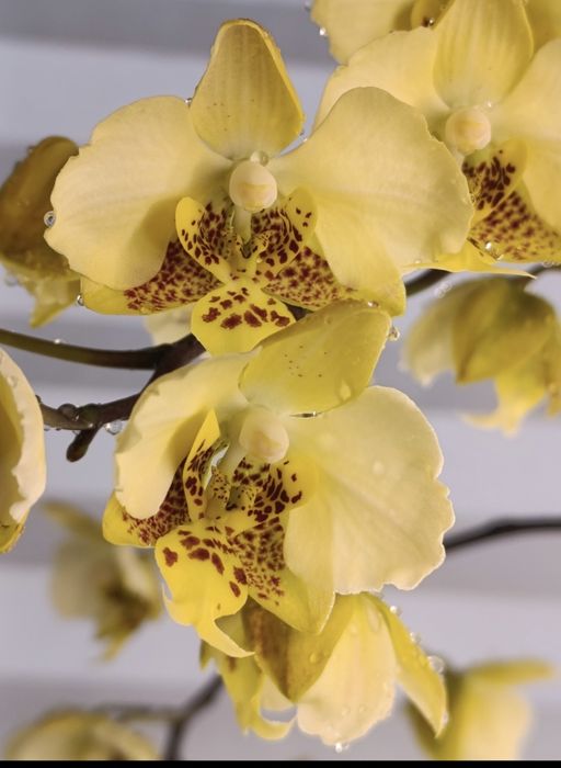 Орхідея Stuartiana var.nobillis 'Xiuya