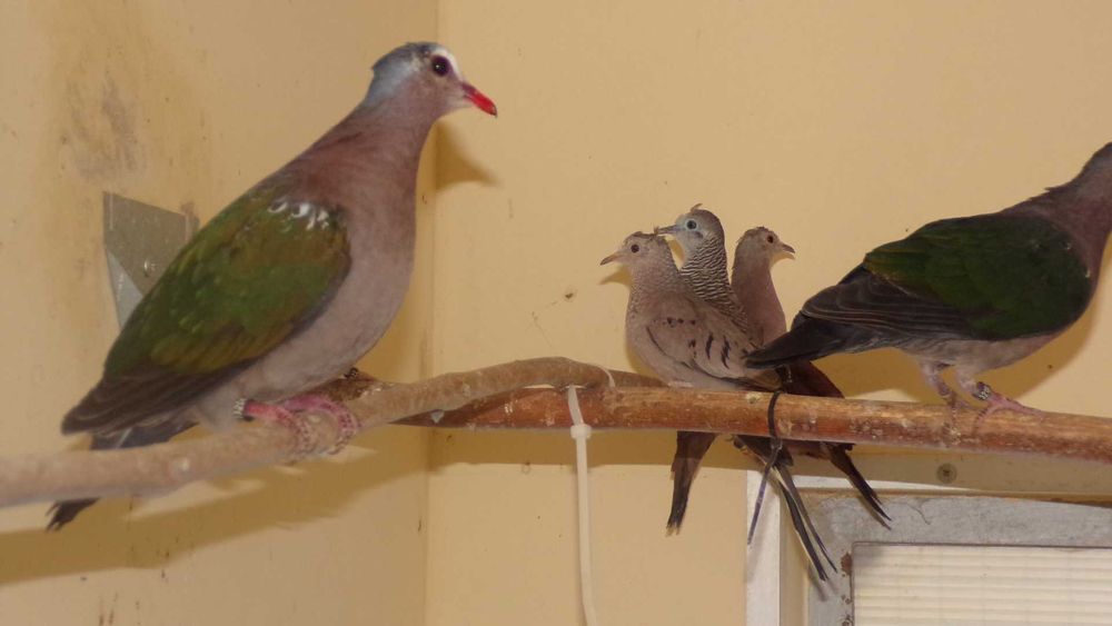 gołąbki egzotyczne zielonoskrzydłe, wróblowate, cynamonowe, gwinejskie