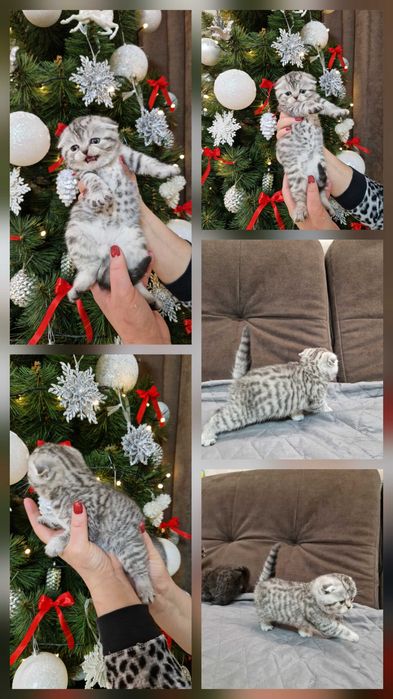 кошенята шотландці