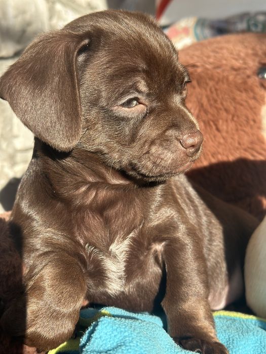 Продам Щенка Мальчик