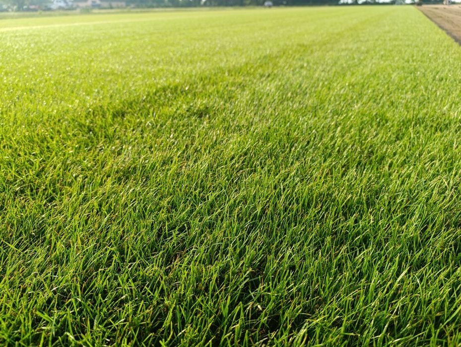 Trawa z rolki/Trawa Ogrodowa