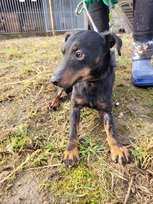 KOLA - mimo strachu, łagodna i cicha