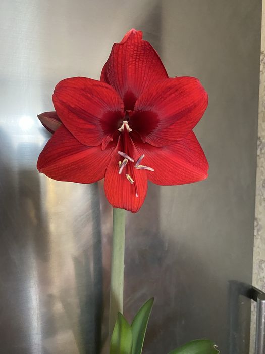 Аморалис, Гипераструм взрослые луковицы и детки