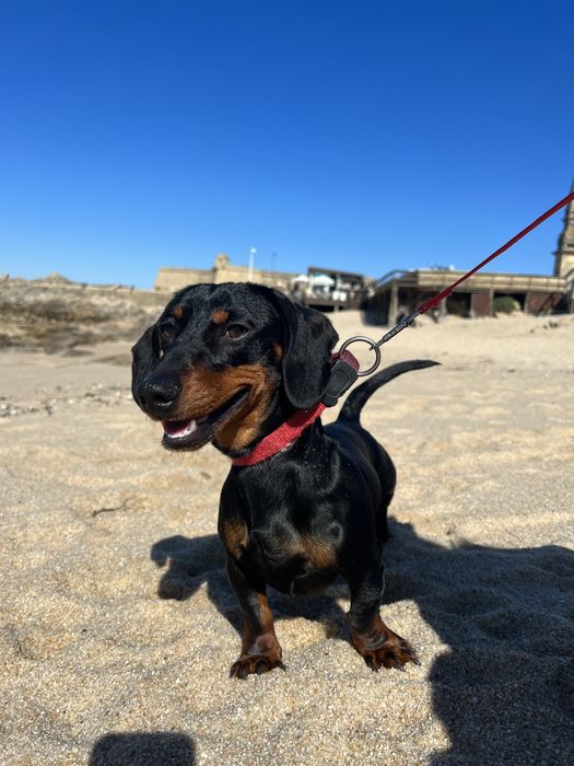 Daschshund Teckel Miniatura Macho para acasalamento