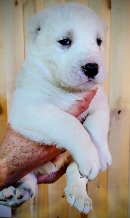 Цуценята САО алабая