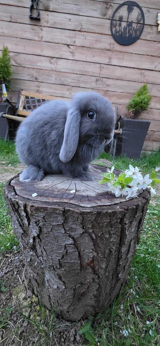 Królik mini lop miniaturka