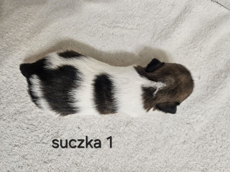 Słodka Suczka Jack Russell Terrier