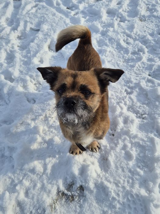 Pieski do adopcji Oleśnica!