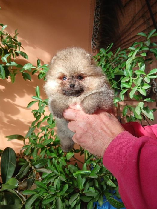 Померанський шпіц міні