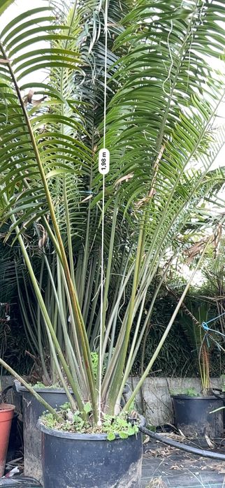 Cyca Lepidozamia peroffskyana *RARA* Cica