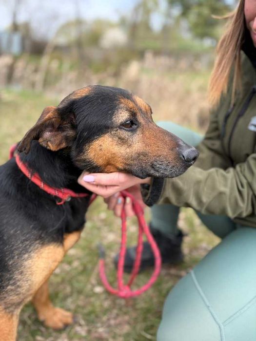 095810 Pluto do adopcji