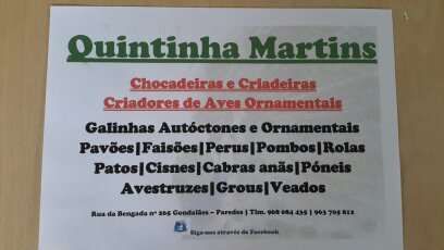 POMBOS FANTASIA *Várias Raças*