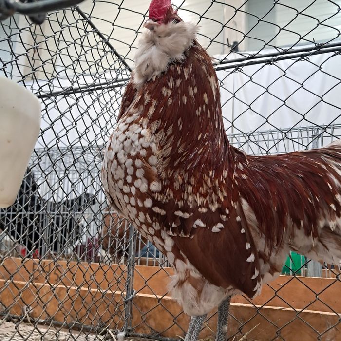 Turyngijski turyngijskie