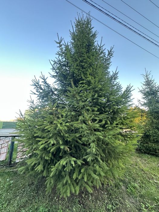 Ялинка Продам ялинки 6-7м.