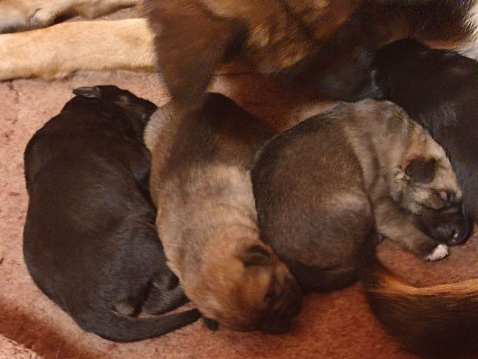 Цуценята в добрі руки