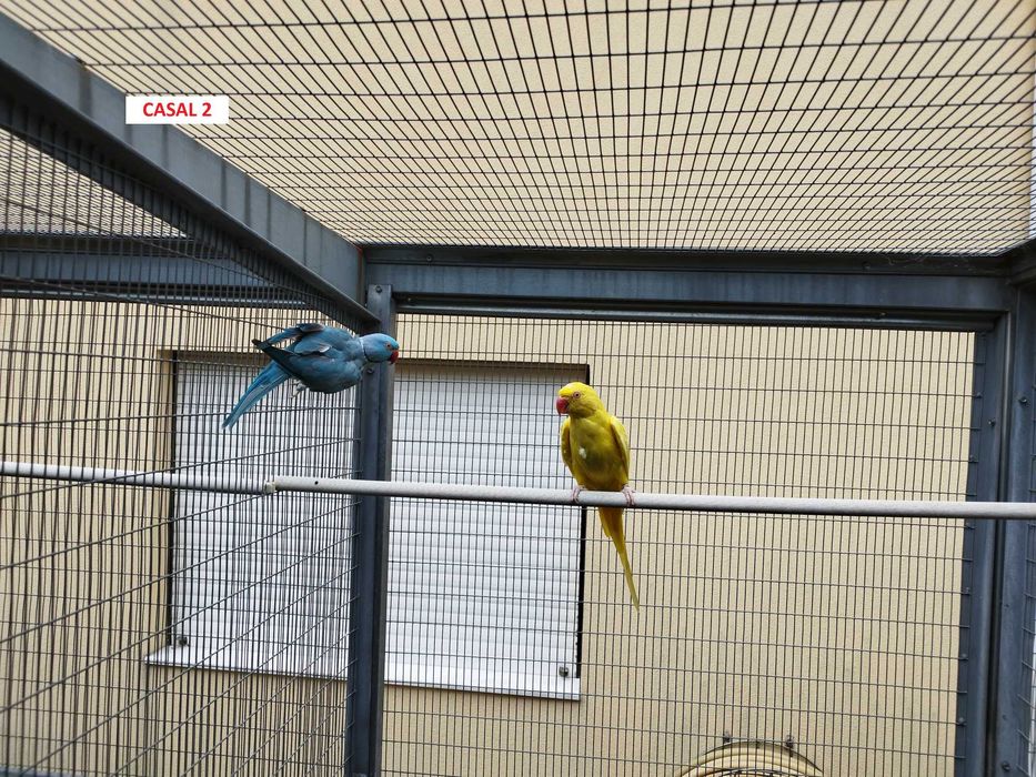 Casais Ring Neck adultos