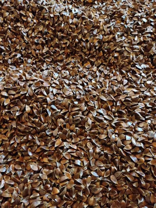 Nasiona buka zwyczajnego – zbiór 2025