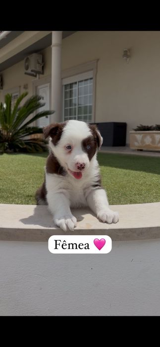 Border collie.. fêmea
