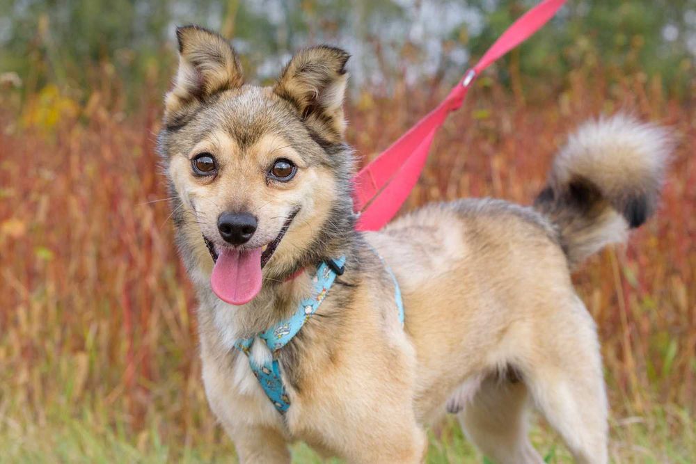 Sajlek - radosny promyczek