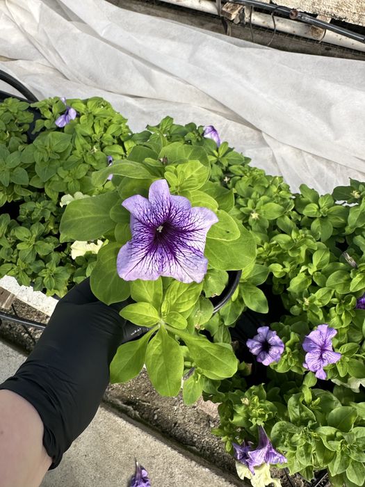 Петунія однорічна