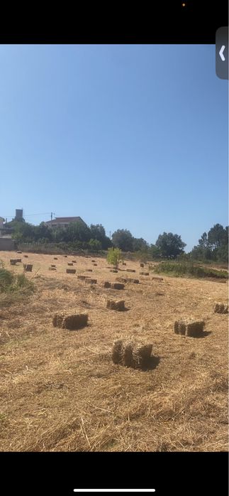 Fardos de feno