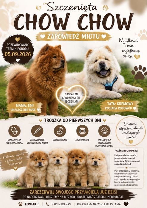 Chow Chow proszę przeczytać opis!