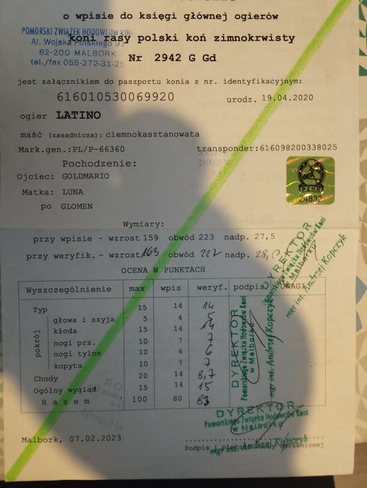 ogier sztum  Latino 83 pkt
